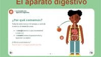 Diagrama del aparato digestivo