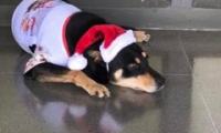 En Navidad Danger camina por los pasillos nostálgico por el período de vacaciones de los jóvenes