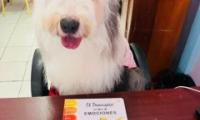 La clase se desarrolló con presencia de perros entrenados